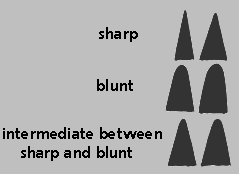 template sketch